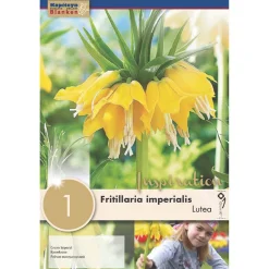 Bulbos de Fritillaria imperialis 'Lutea'