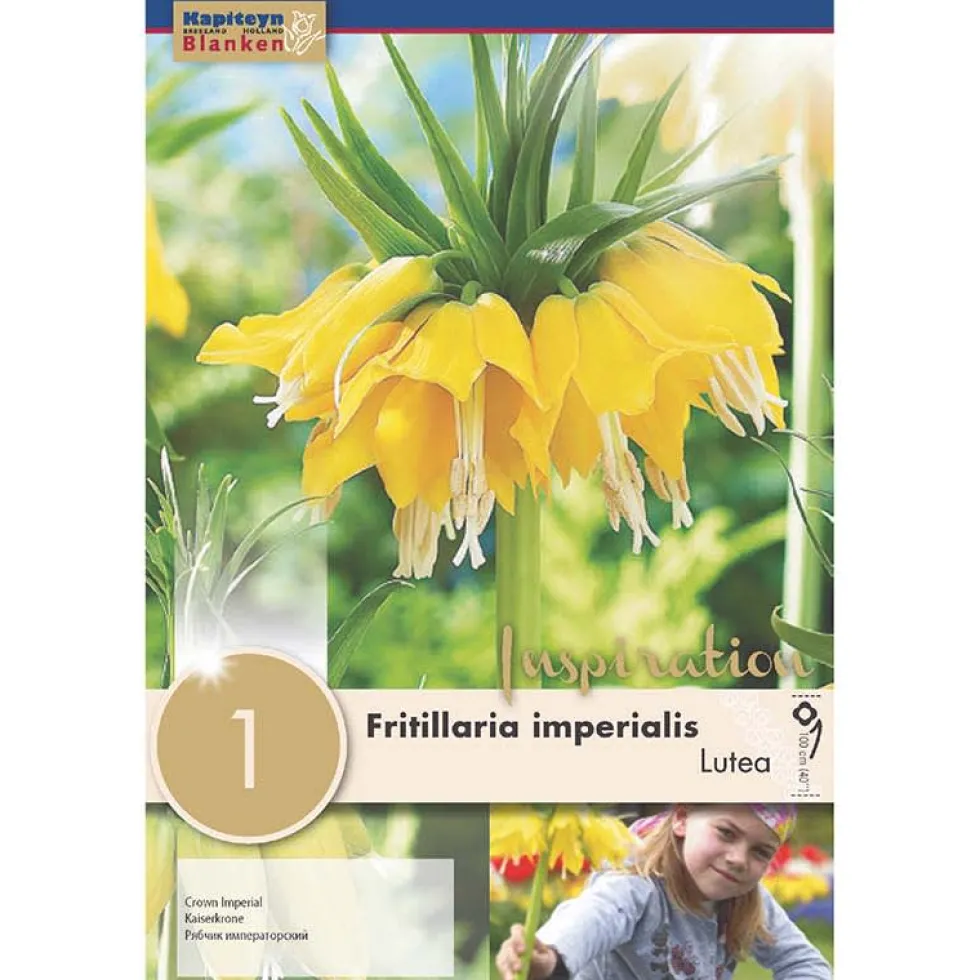 Bulbos de Fritillaria imperialis 'Lutea'