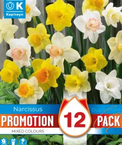 Bulbos de Narcissus Mix Promotion colours