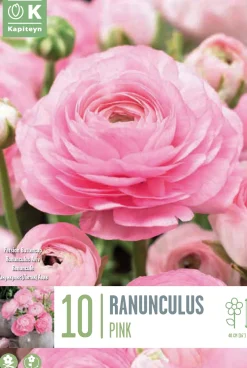 Bulbos de Ranunculus asiaticus 'Aviv Pink'