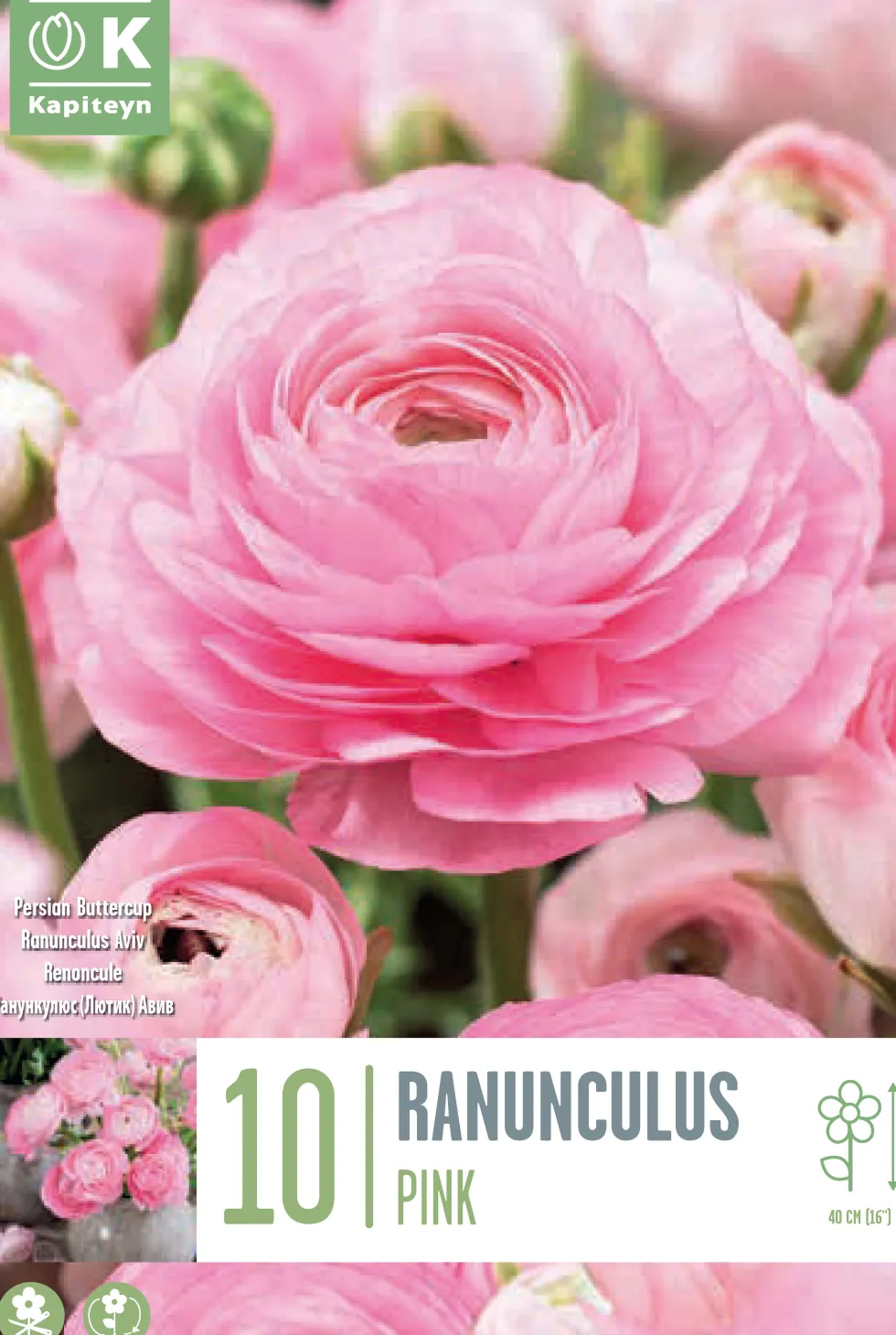 Bulbos de Ranunculus asiaticus 'Aviv Pink'