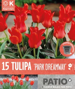 Bulbos de Tulipán fosteriana 'Park Dreamway'
