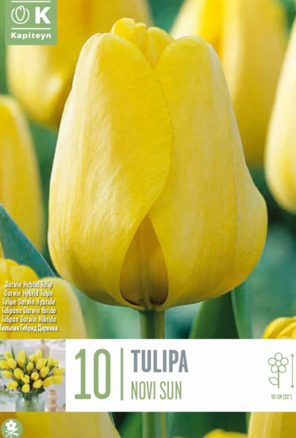 Bulbos de Tulipán 'Novi Sun'
