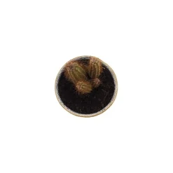 Cactus Cereus peruvianus