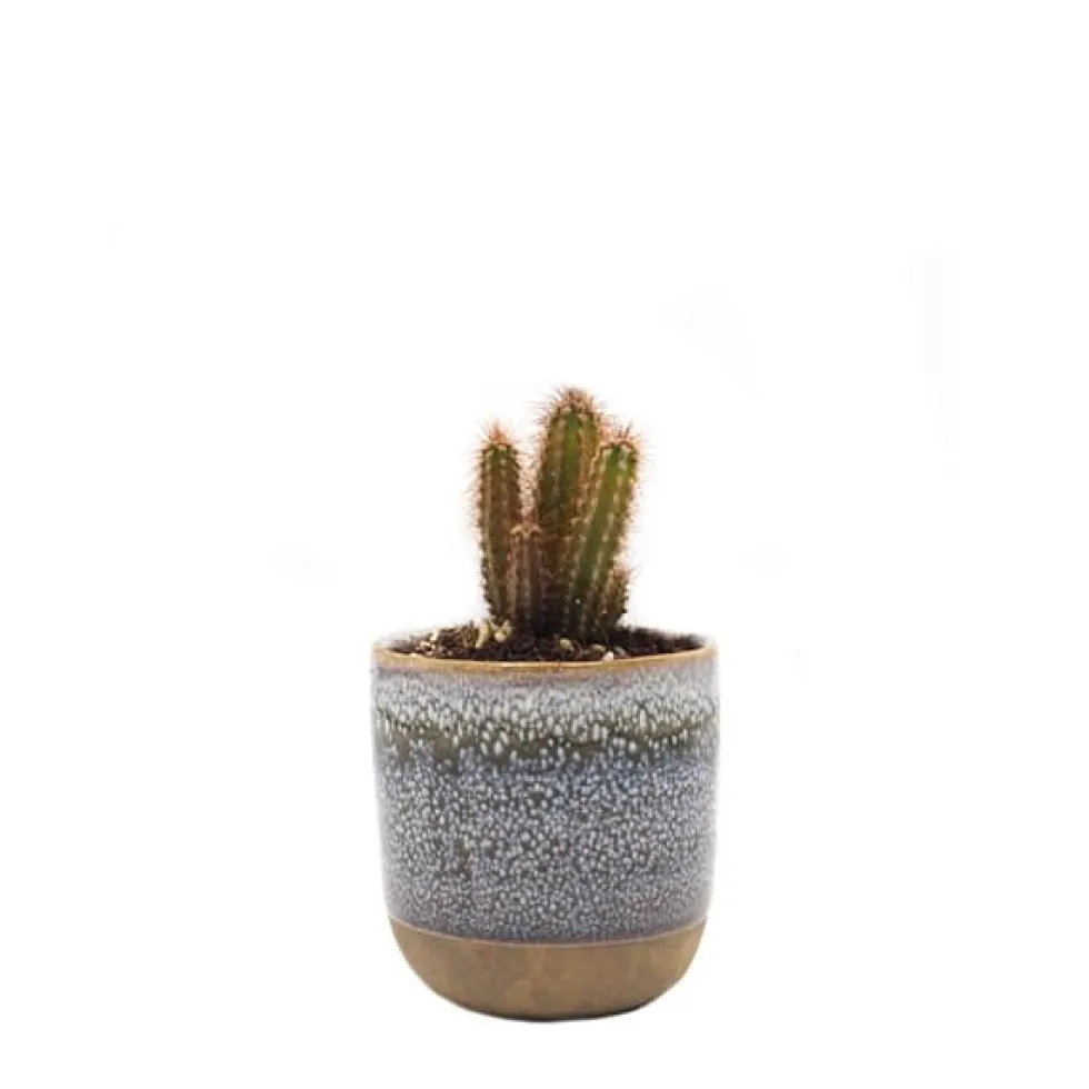 Cactus Cereus peruvianus