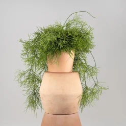 Cactus colgante (variado)