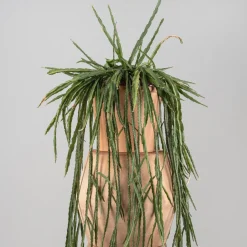 Cactus colgante (variado)