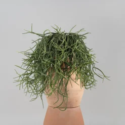 Cactus colgante (variado)