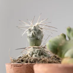 Cactus de colección