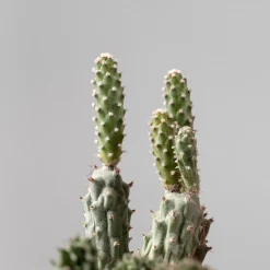 Cactus de colección