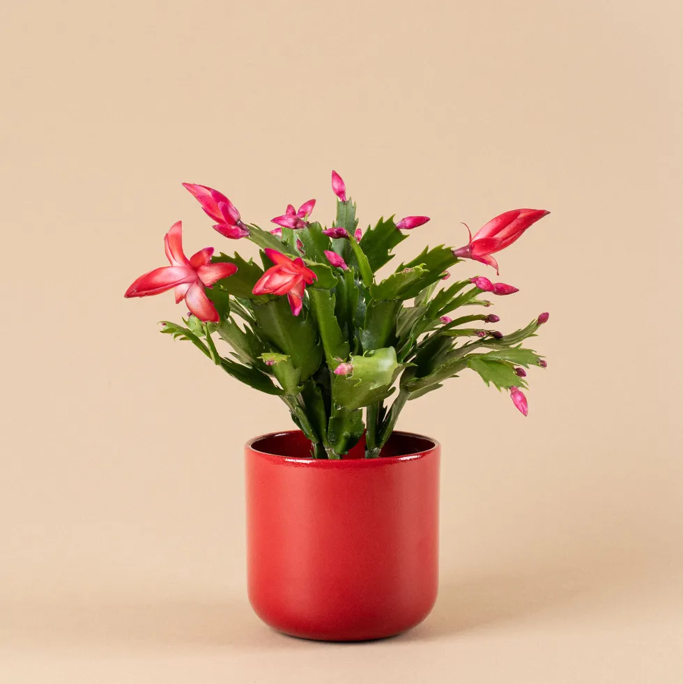 Cactus de navidad (Schlumbergera)