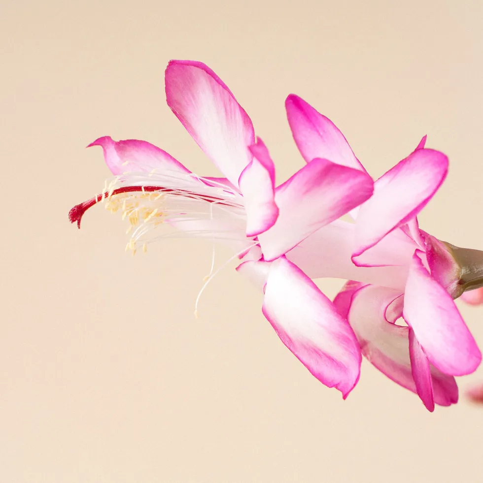 Cactus de navidad (Schlumbergera)