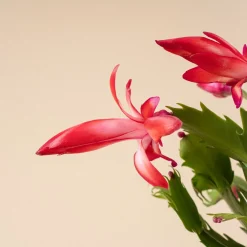 Cactus de navidad (Schlumbergera)