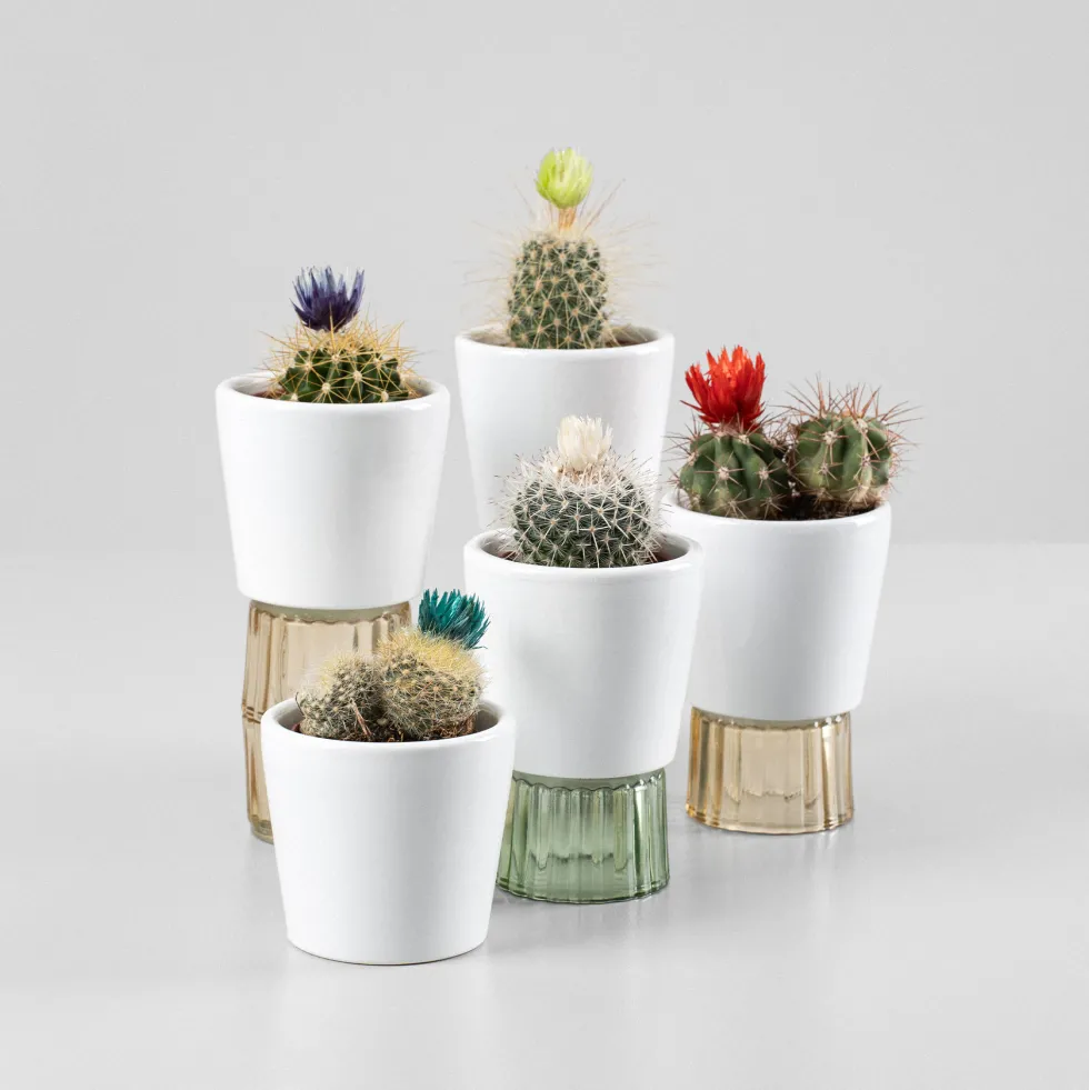 Cactus flor (1 ud)