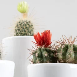 Cactus flor (1 ud)