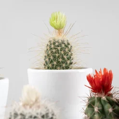 Cactus flor (1 ud)
