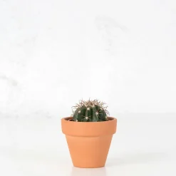 Cactus (variados)