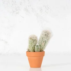 Cactus (variados)