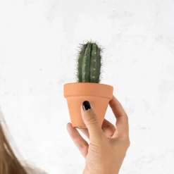 Cactus (variados)