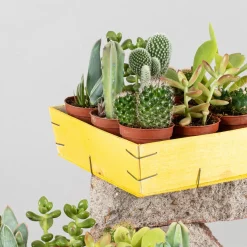 Cactus variados caja de madera