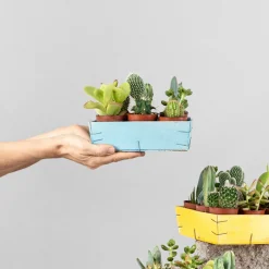 Cactus variados caja de madera