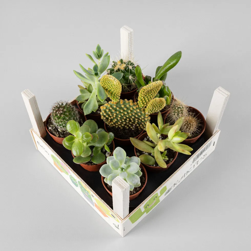 Cactus variados caja de madera
