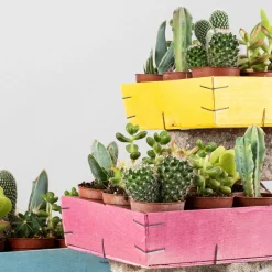 Cactus variados caja de madera