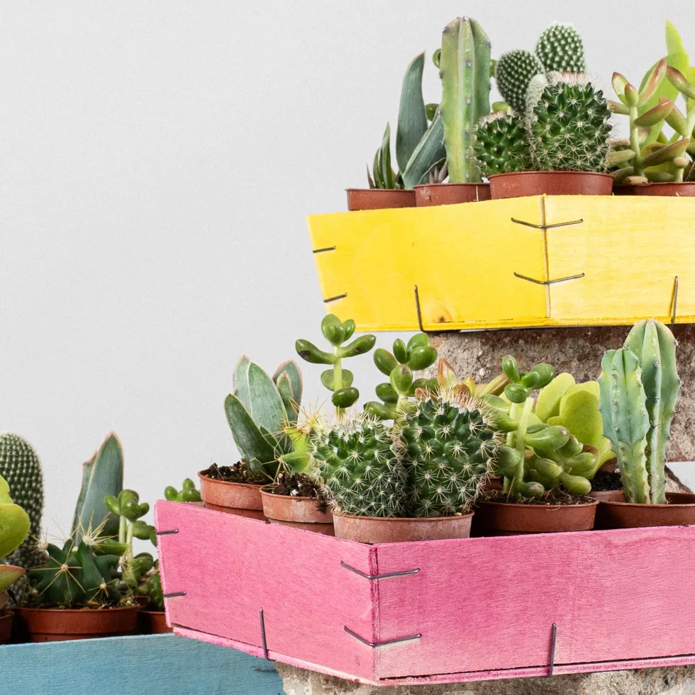 Cactus variados caja de madera