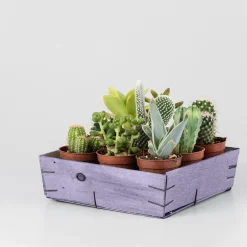 Cactus variados caja de madera