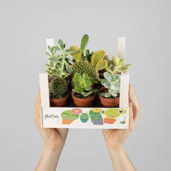 Cactus variados caja de madera