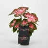 Caladium