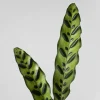 Calathea lancifolia