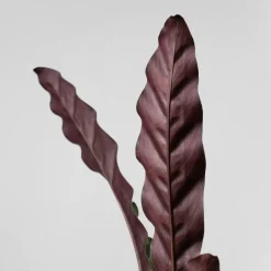 Calathea lancifolia