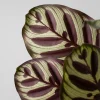 Calathea makoyana