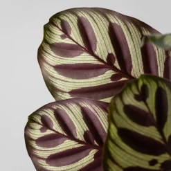 Calathea makoyana