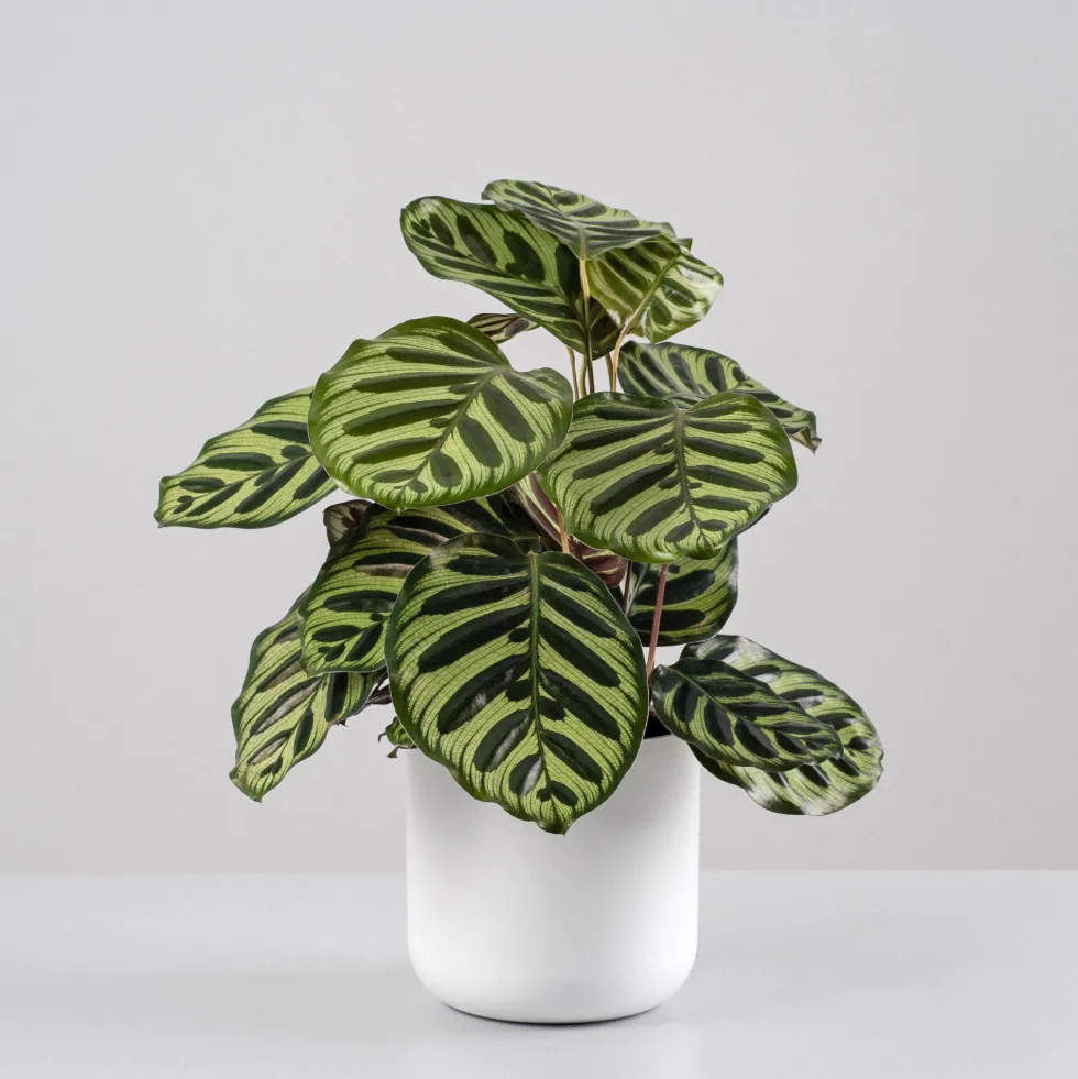 Calathea makoyana