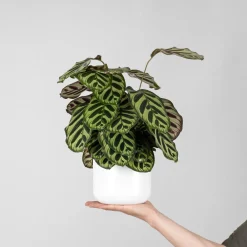 Calathea makoyana