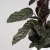 Calathea ornata 'Sanderiana'