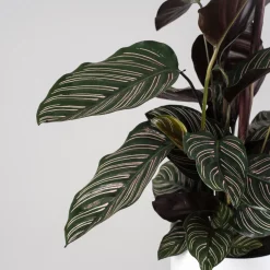 Calathea ornata 'Sanderiana'