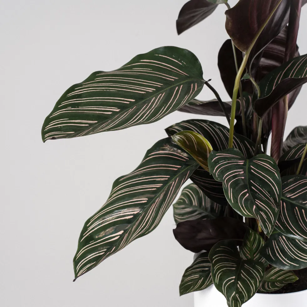 Calathea ornata 'Sanderiana'