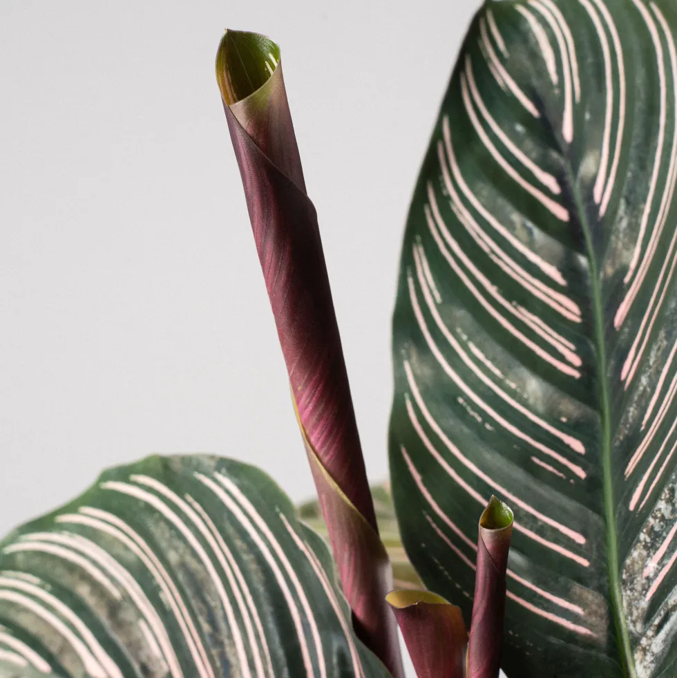 Calathea ornata 'Sanderiana'