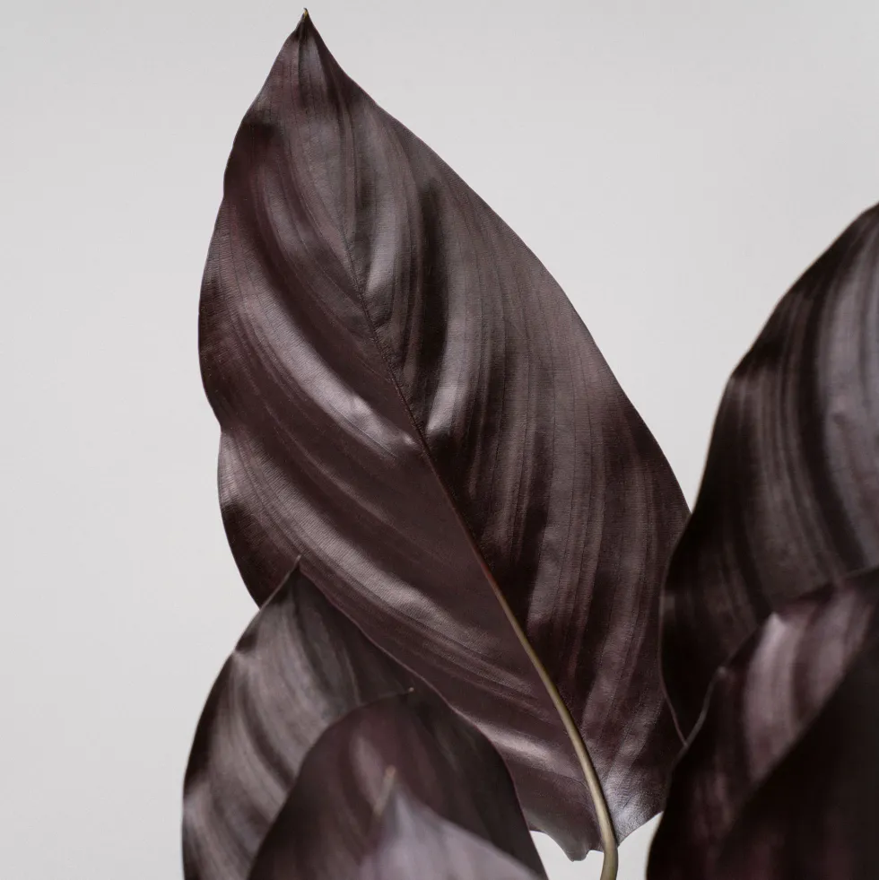 Calathea ornata 'Sanderiana'