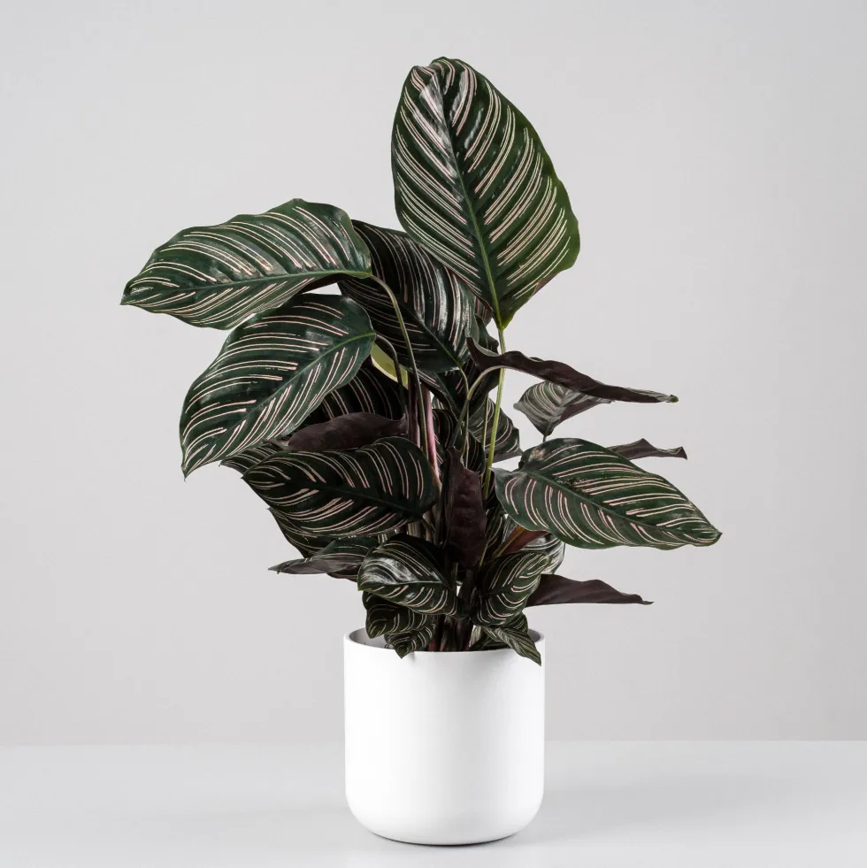 Calathea ornata 'Sanderiana'