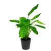 Calathea roseopicta 'Medallion'
