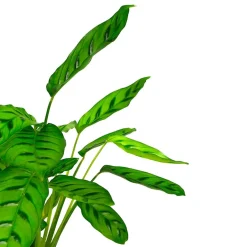 Calathea roseopicta 'Medallion'