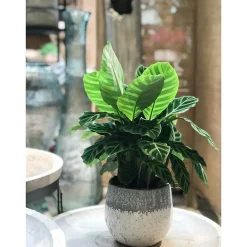 Calathea zebrina