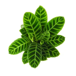 Calathea zebrina