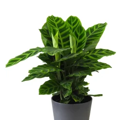 Calathea zebrina