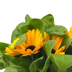 Calendula officinalis