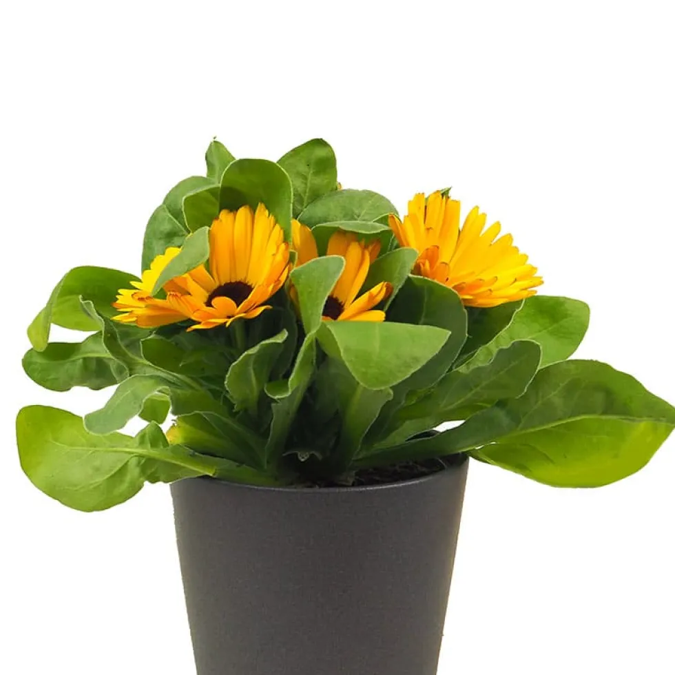 Calendula officinalis